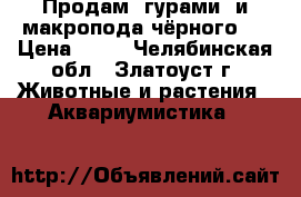Продам  гурами  и макропода чёрного . › Цена ­ 50 - Челябинская обл., Златоуст г. Животные и растения » Аквариумистика   